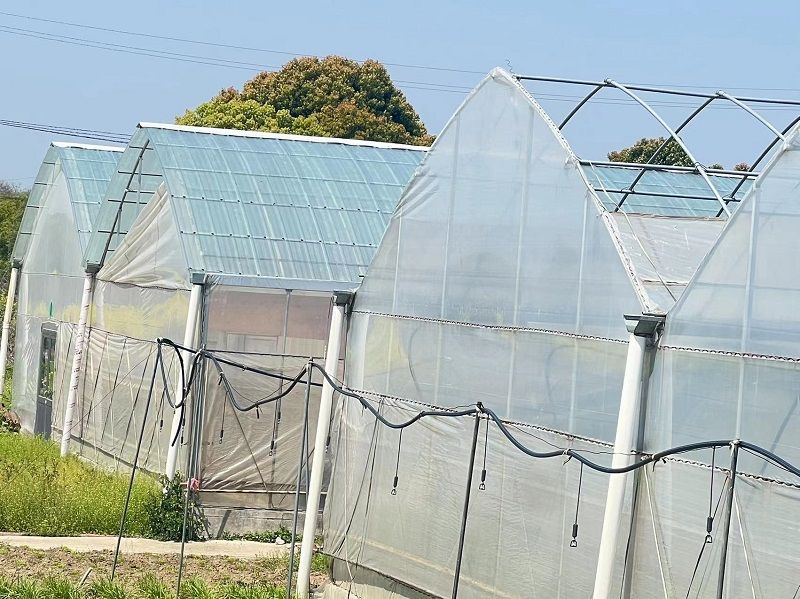 蔬菜大棚